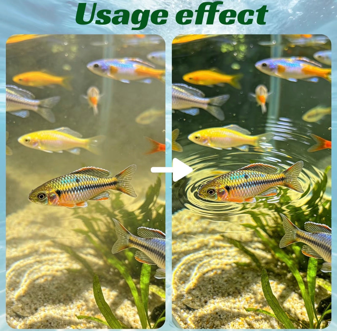 AquaClear Purification Tablets