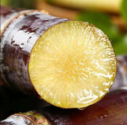 SweetHarvest Sugarcane Seeds