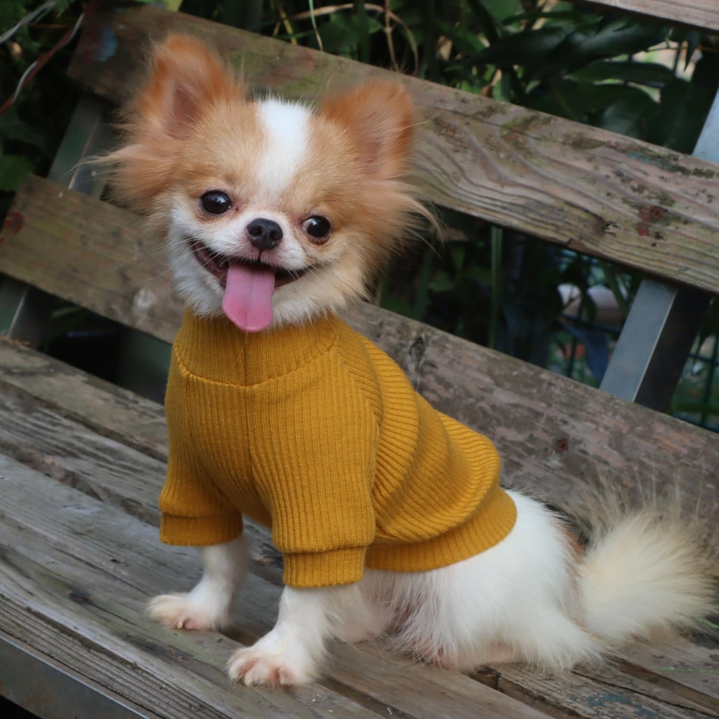 LOPHIPETS Small Dog Turtleneck Sweater Teacup Chihuahua Yorkie Yellow Size XXS