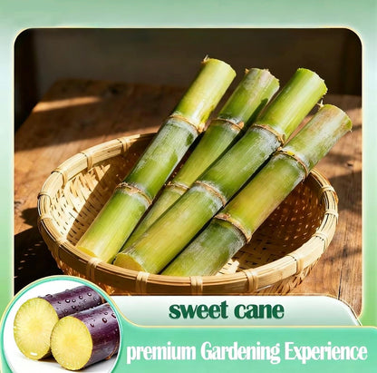 SweetHarvest Sugarcane Seeds