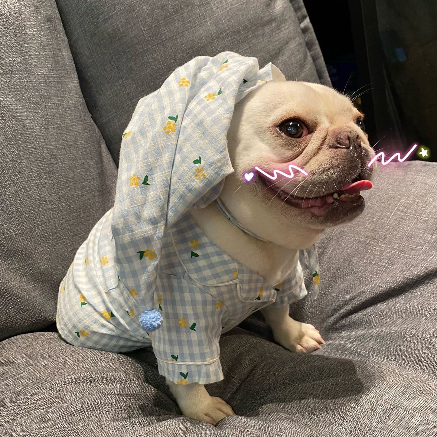 Clothes, Dogs Cats Favs Teddy Schnauzer