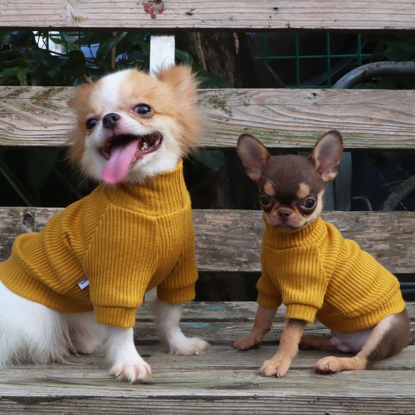 LOPHIPETS Small Dog Turtleneck Sweater Teacup Chihuahua Yorkie Yellow Size XXS