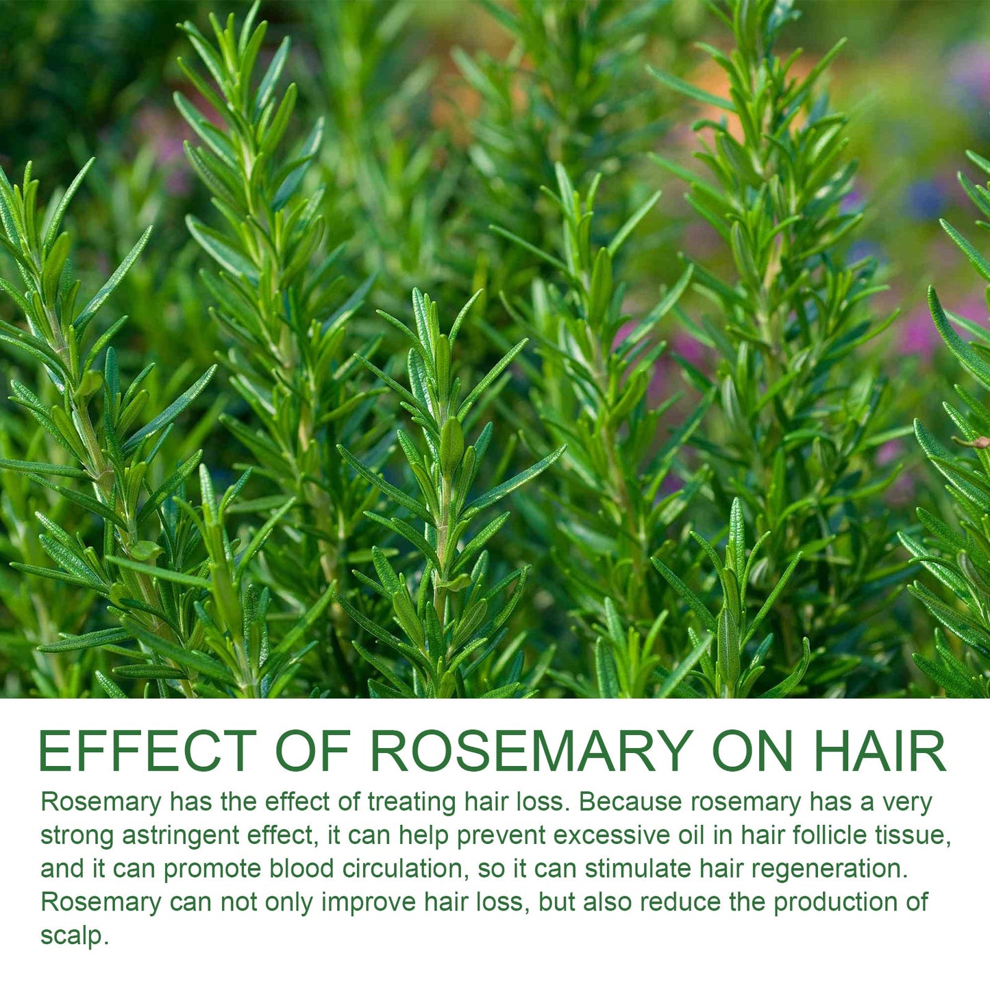 Rosemary Shampoo, Prevents Hair Loss Oil Control Fluffy And Smooth Shampoo