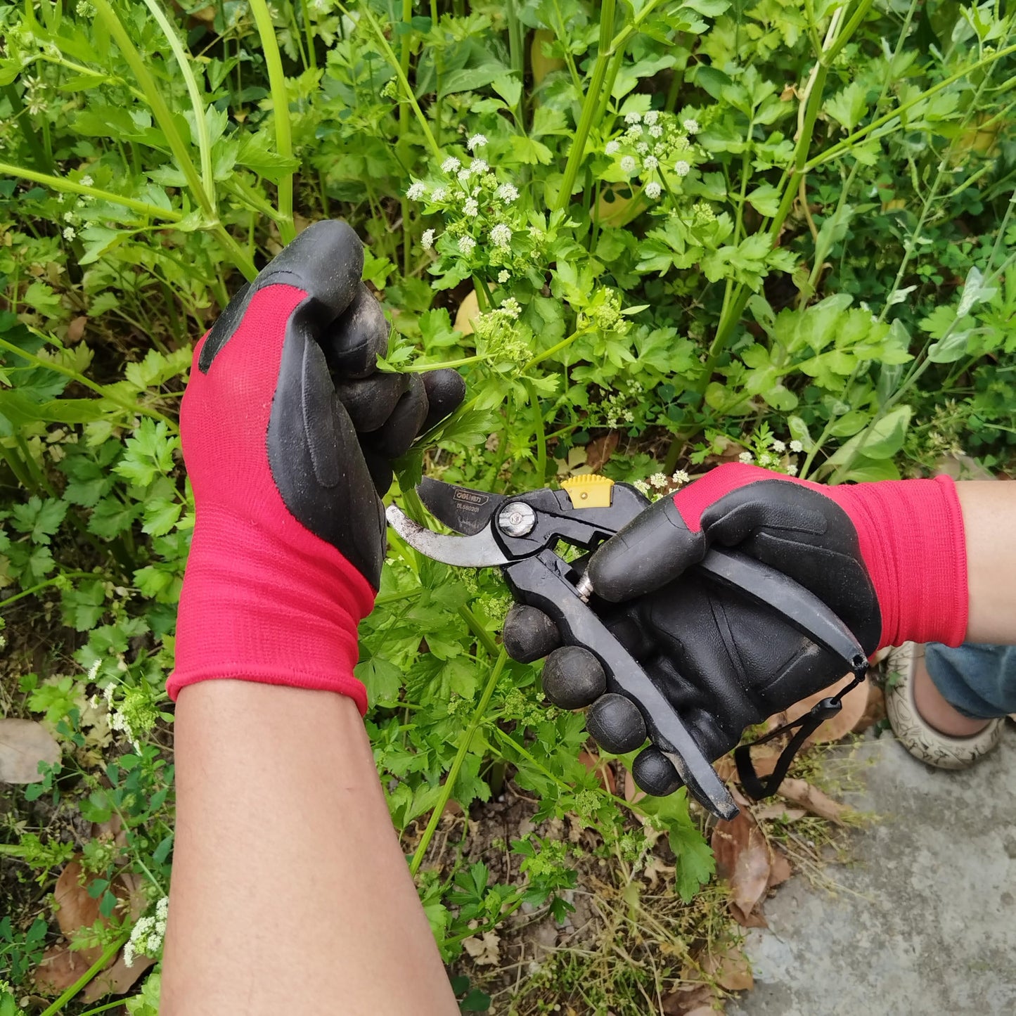 Meow Garden Thorn Proof Garden Gloves 2 Pairs Heavy Duty TPE Coated Green Red