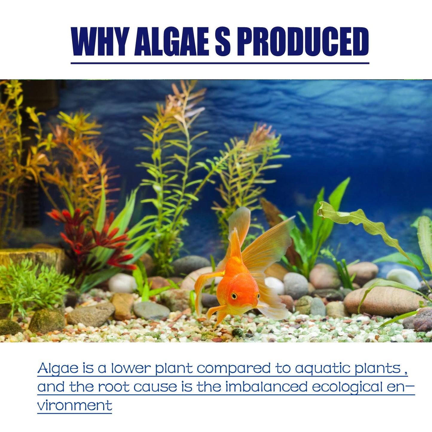 Dealgal Lichen, Aquarium Cleaning Agent Algae Removal Moss Fish Tank Moss Removal Agent Algae Removal From Green Water