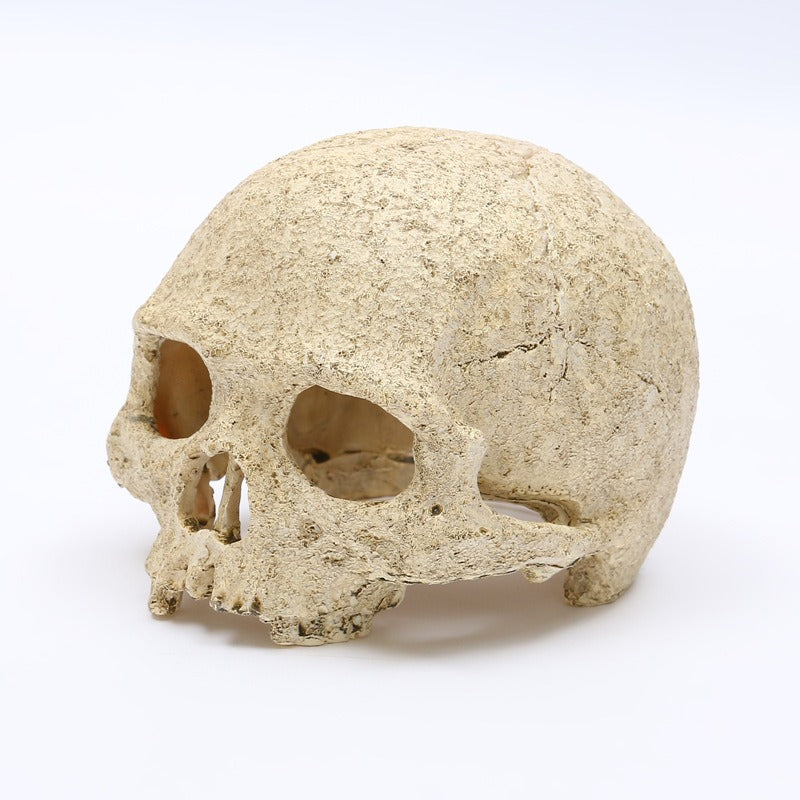 Skeleton Head Resin Skull Landscape Decoration Pet Water Plant Landscape Decoration