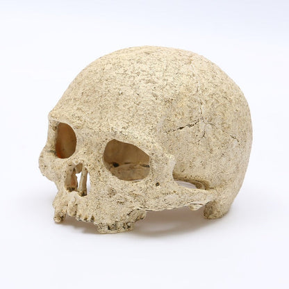 Skeleton Head Resin Skull Landscape Decoration Pet Water Plant Landscape Decoration