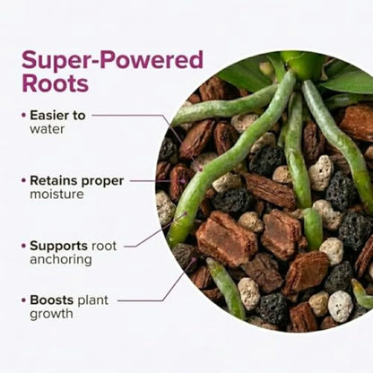 Molly's Orchid Potting Mix - Premium Gritty Soilless Orchid Mix - Chunky High Drainage vs Standard Potting Soil for Indoor Plan