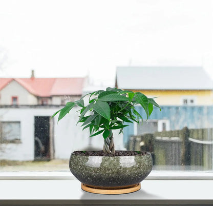 8 Inch Glazed Ceramic Bonsai Pot with Drainage Hole and Bamboo Saucer for Succulents, Indoor Plants