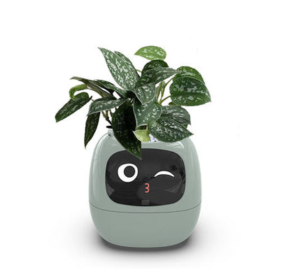 Smart AI Planter with Expressions and Sensors