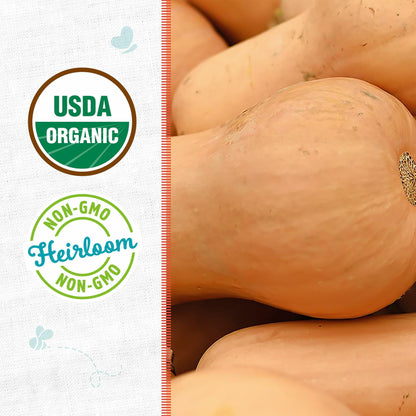 Winter Waltham Butternut Squash Seed Packet 2.8g Heirloom Planting