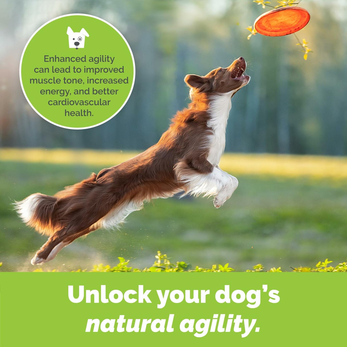 Dog Joint Support Powder – Beef Flavor Glucosamine Supplement for Mobility