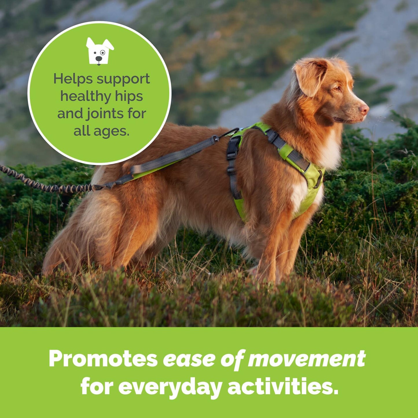 Dog Joint Support Powder – Beef Flavor Glucosamine Supplement for Mobility